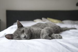 Krótka charakterystyka kota Tureckiego Angora
