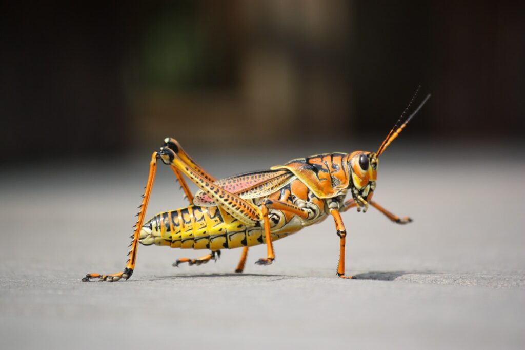 Straszyk australijski (Extatosoma tiaratum)